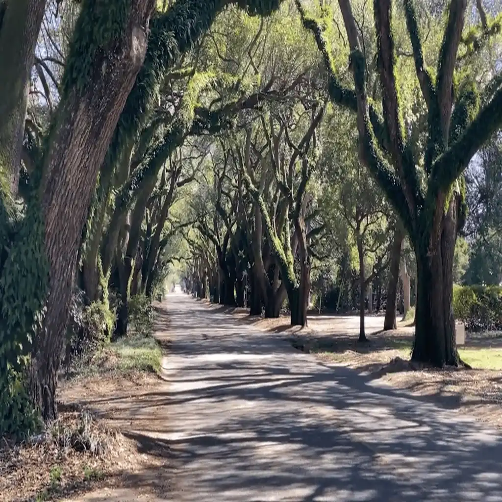 Tree-lined residential street in Aiken showcasing peaceful neighborhood scenery in the Aiken and surrounding area